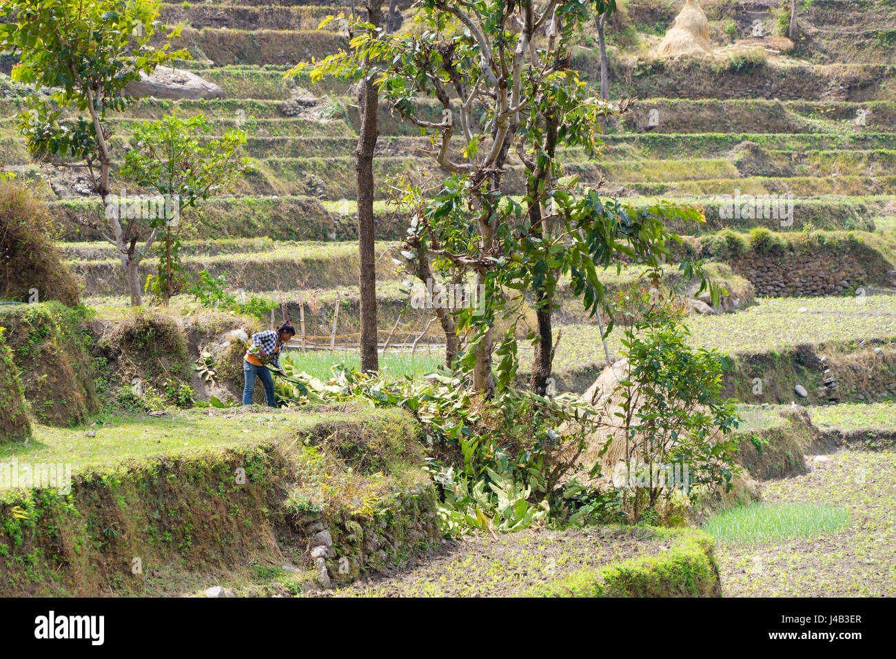 Giovane donna raccolta lascia vicino a Bahundanda, sul circuito di Annapurna, Nepal. Foto Stock