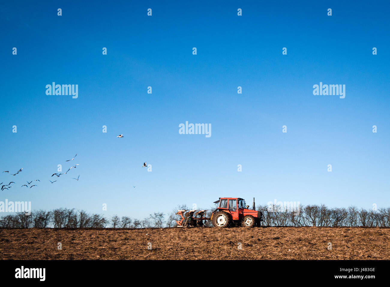 Guida del trattore su un campo con un aratro e gli uccelli sono in cerca di cibo nel terreno coltivato Foto Stock