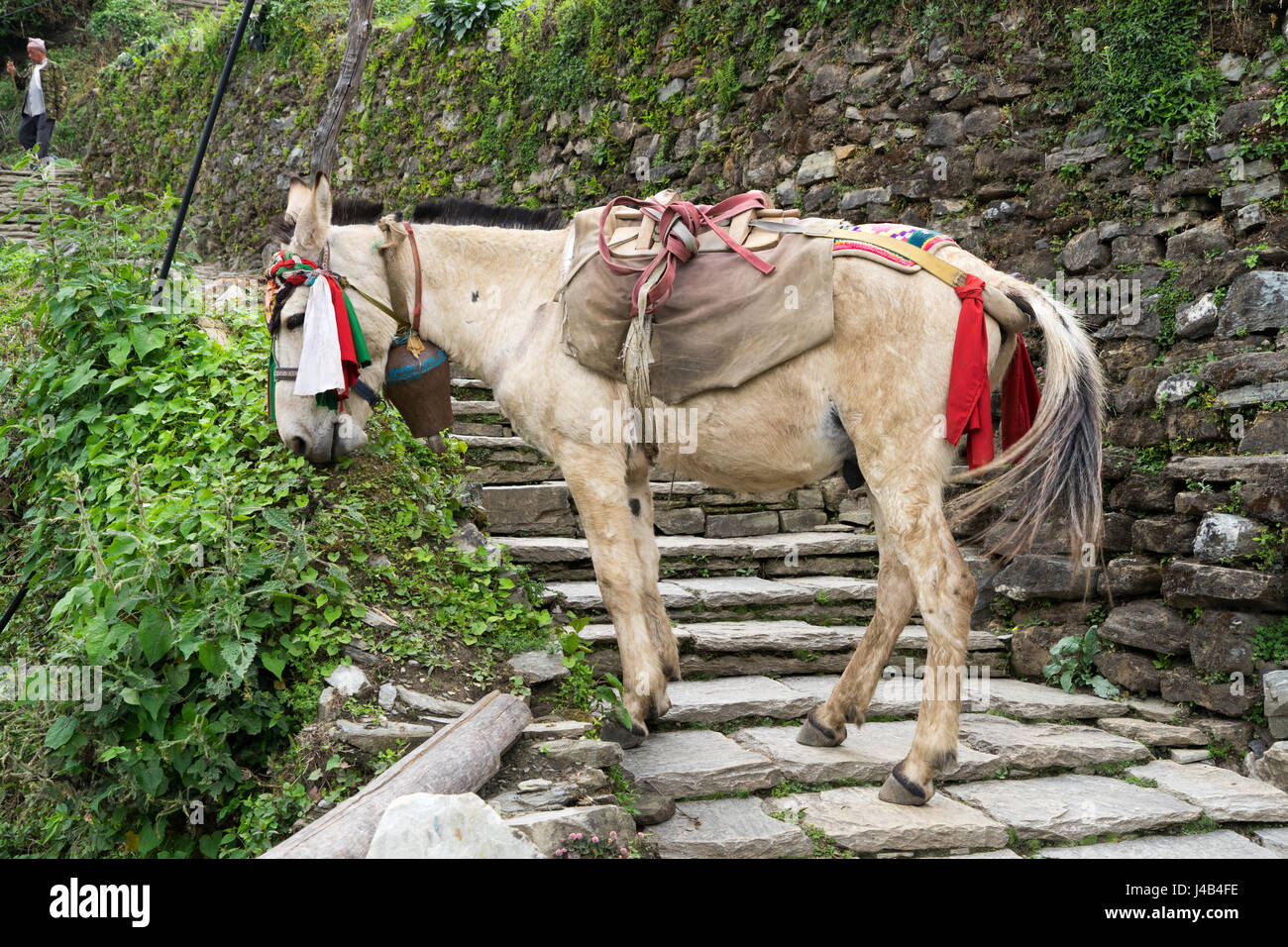 Pack horse in Ghandruk, Nepal. Foto Stock