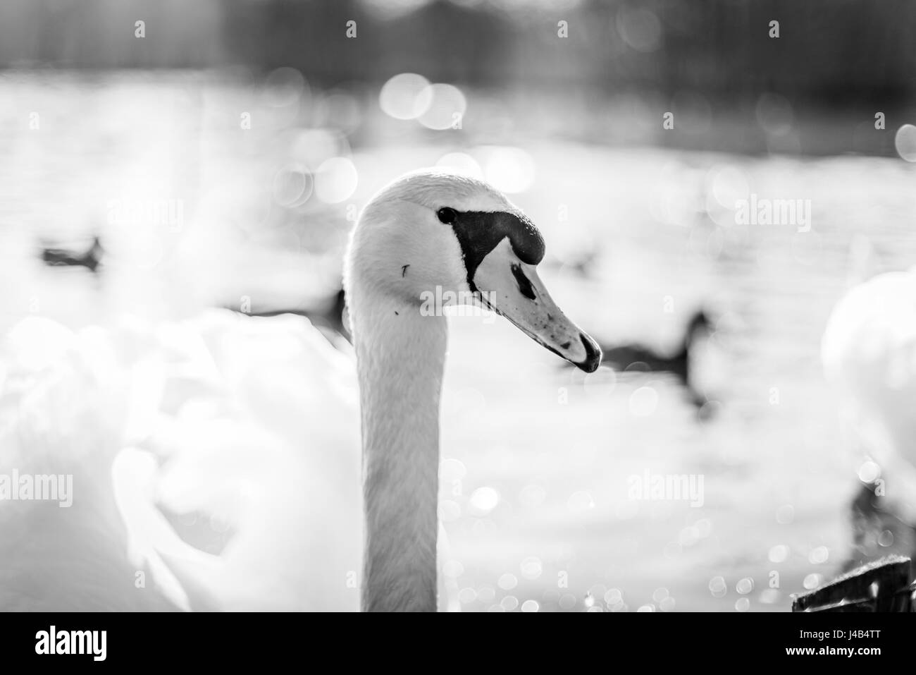 Swan in un lago in colori monocromi con close-up pf la testa dal lato Foto Stock