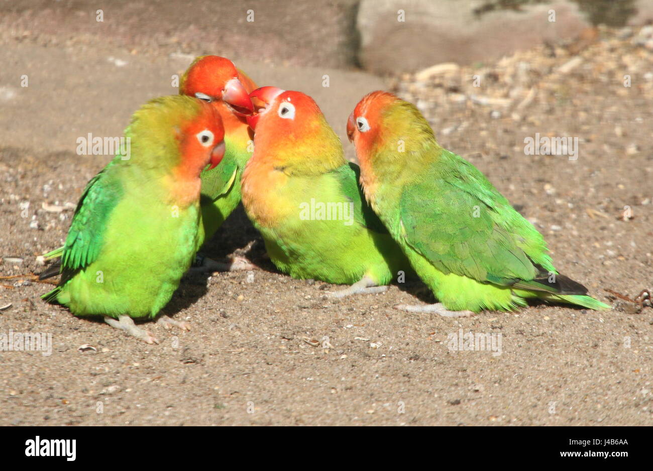 Piccolo gruppo di affettuosa sud-est africano o Nyasa Lilian's Innamorati (Agapornis lilianae), un piccolo pappagallo varietà Foto Stock