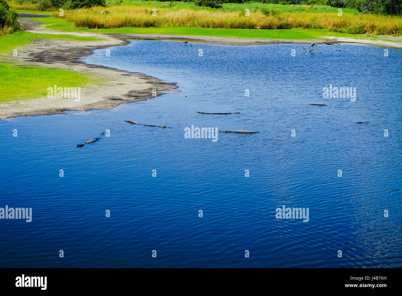 Sei buone dimensioni alligatori ensoleillement stessi in Myakka River prima di cena campana suona. Foto Stock