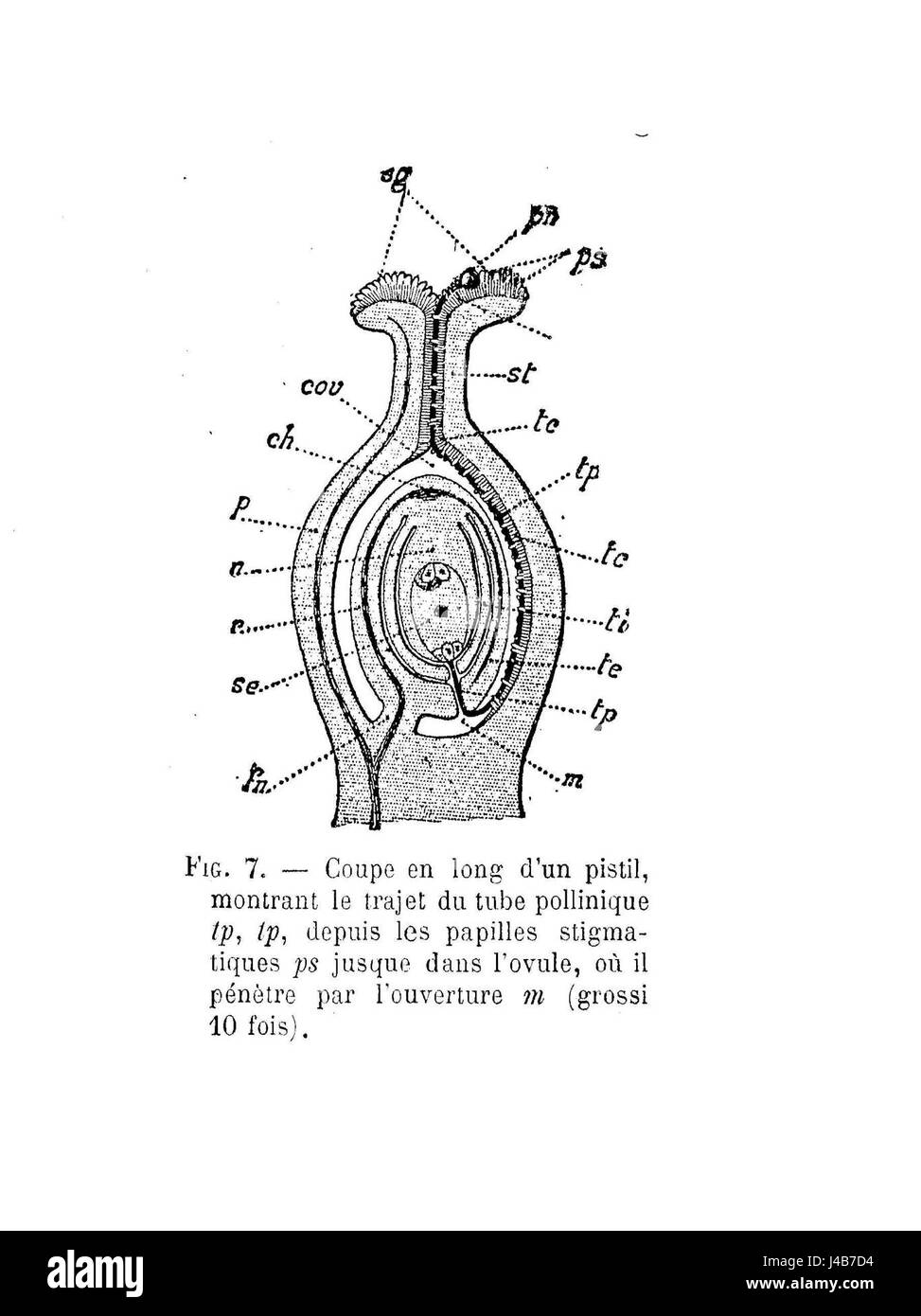 Pistillo coupe longitudinale Foto Stock