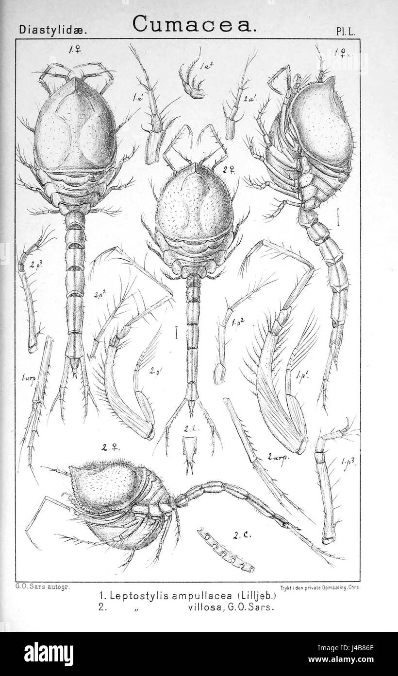 Questo titolo si riferisce a *Leptostis ampullacea*, una specie di piante o animali, probabilmente descritta in un contesto scientifico o botanico. La voce può concentrarsi sulla classificazione, sull’habitat e sulle caratteristiche. Foto Stock