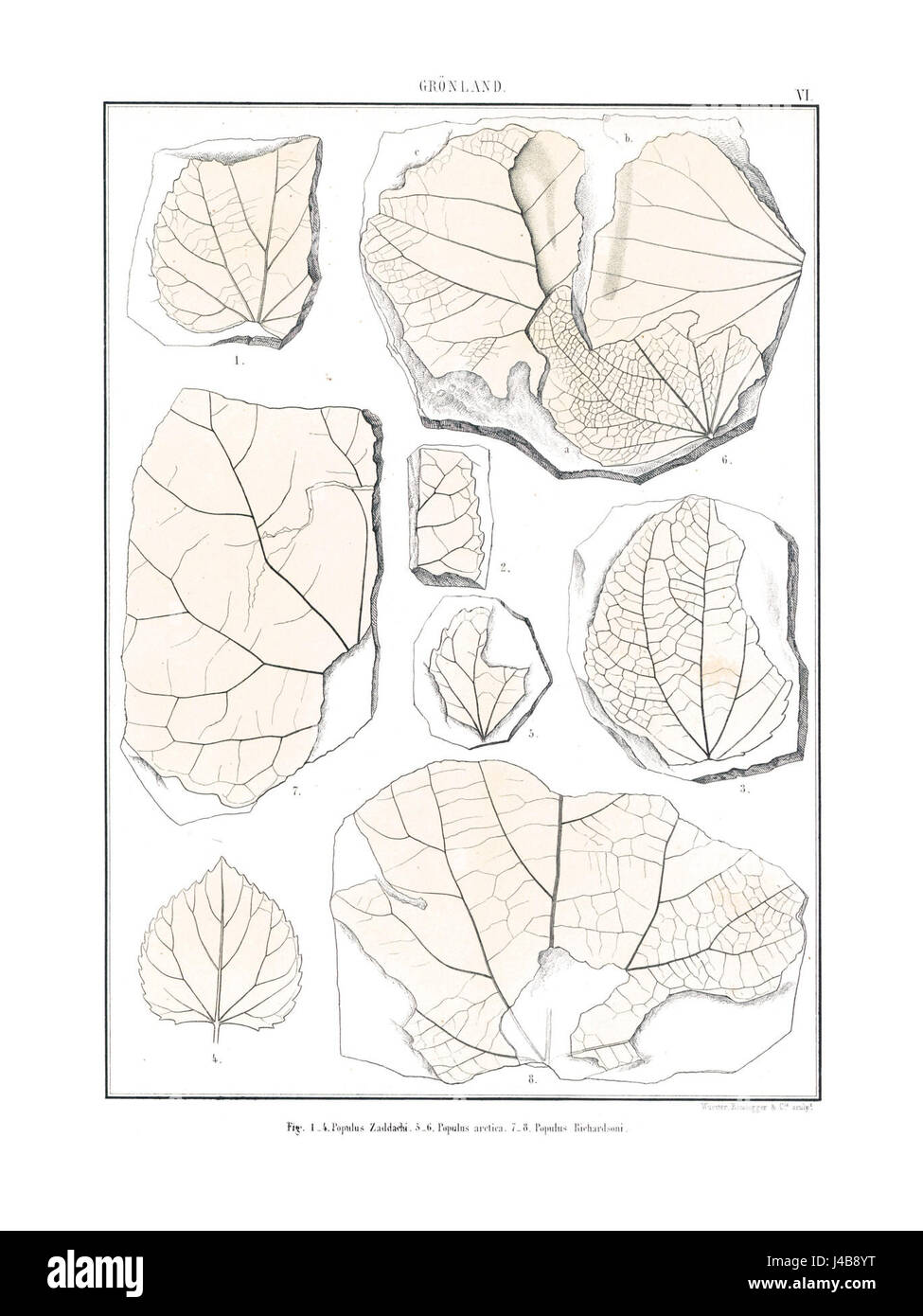 Polarflora 1 213 è uno studio botanico incentrato sulla flora presente nelle regioni polari. Questo lavoro enfatizza le specie vegetali che si sono adattate agli ambienti estremi del freddo e dell'ambiente duro. Serve come risorsa preziosa per comprendere la biodiversità unica degli ecosistemi polari, offrendo informazioni sulle strategie di sopravvivenza delle piante nei climi ghiacciati. Foto Stock