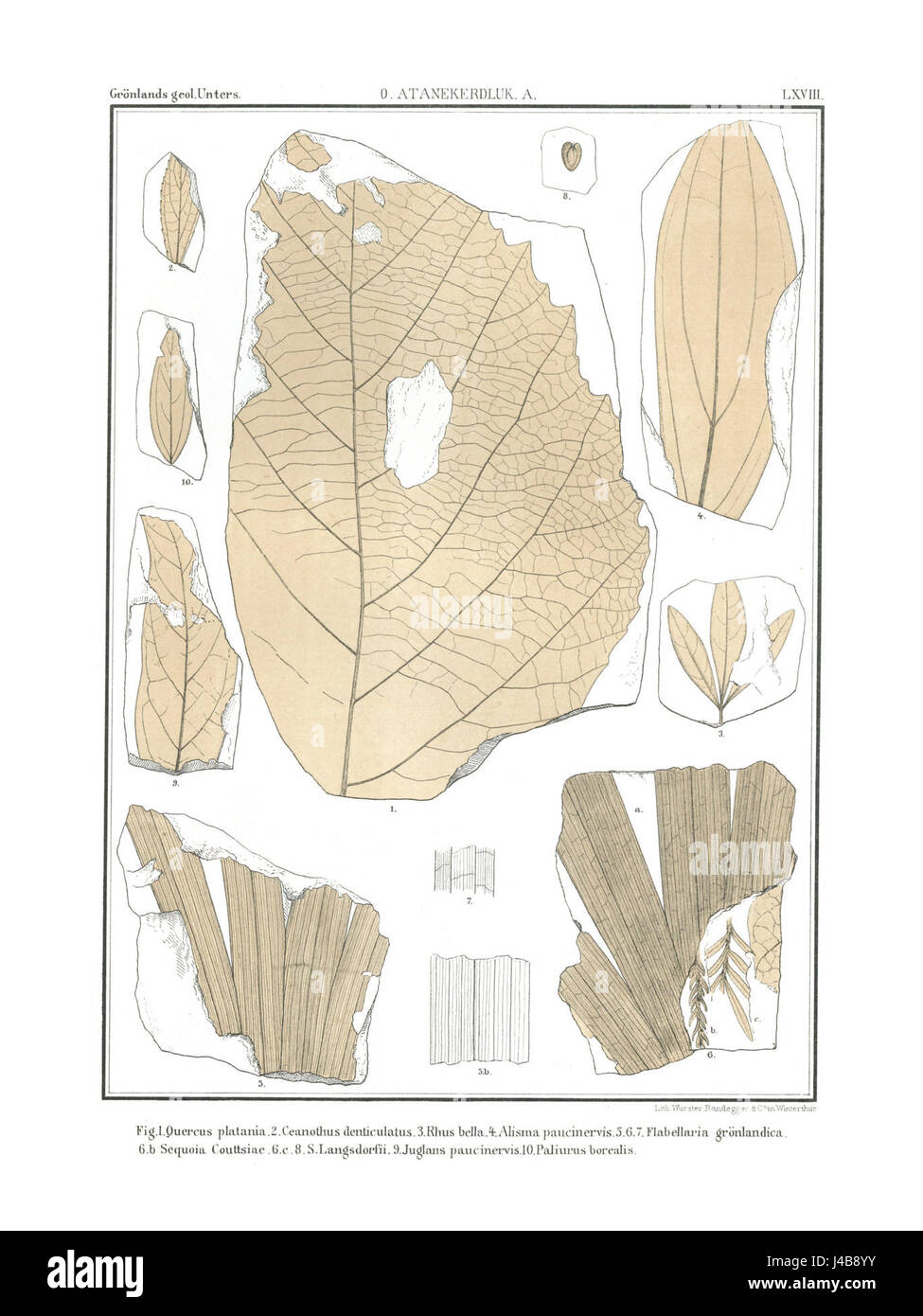 "Polarflora 7 325" si riferisce a un'edizione specifica di uno studio botanico incentrato sulla flora delle regioni polari. La pubblicazione probabilmente include descrizioni dettagliate delle specie vegetali presenti in questi ambienti difficili. Foto Stock