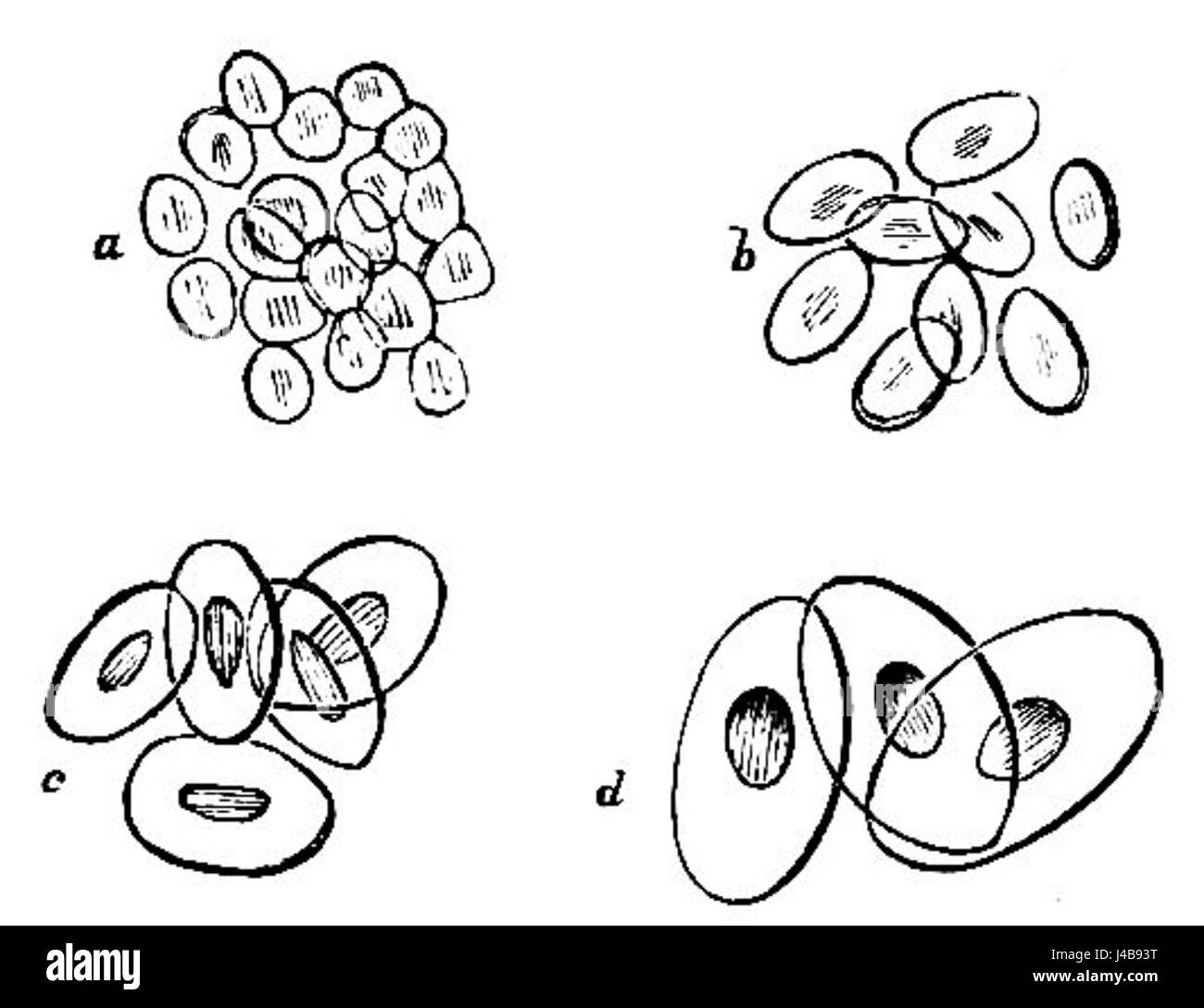 PSM V19 D477 dimensioni relative dei corpuscoli del sangue Foto Stock