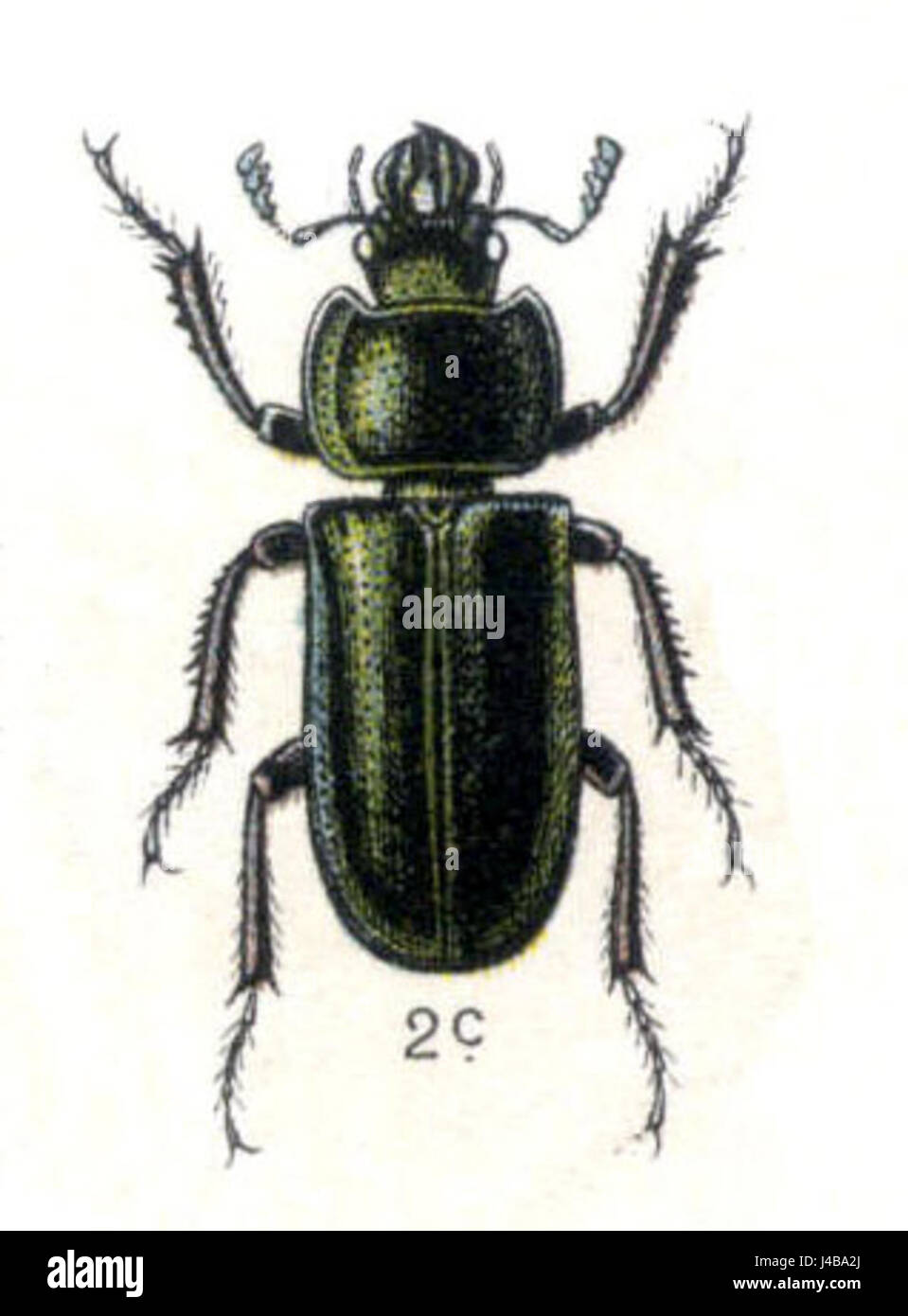 Platycerus caraboides è una specie di coleottero appartenente alla famiglia Dryophthoridae. Si trova in varie regioni e svolge un ruolo nell'ecosistema come parte della fauna degli insetti. Foto Stock