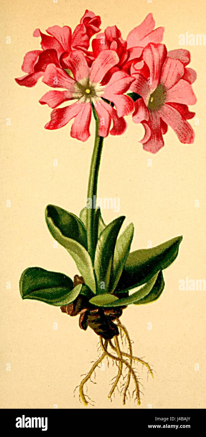 La Primula clusiana, raffigurata nell'Atlante Alpenflora, è una specie di pianta in fiore originaria delle regioni alpine. Questa illustrazione mette in evidenza l'importanza ecologica del plantâ e il suo posto nella flora alpina. Foto Stock