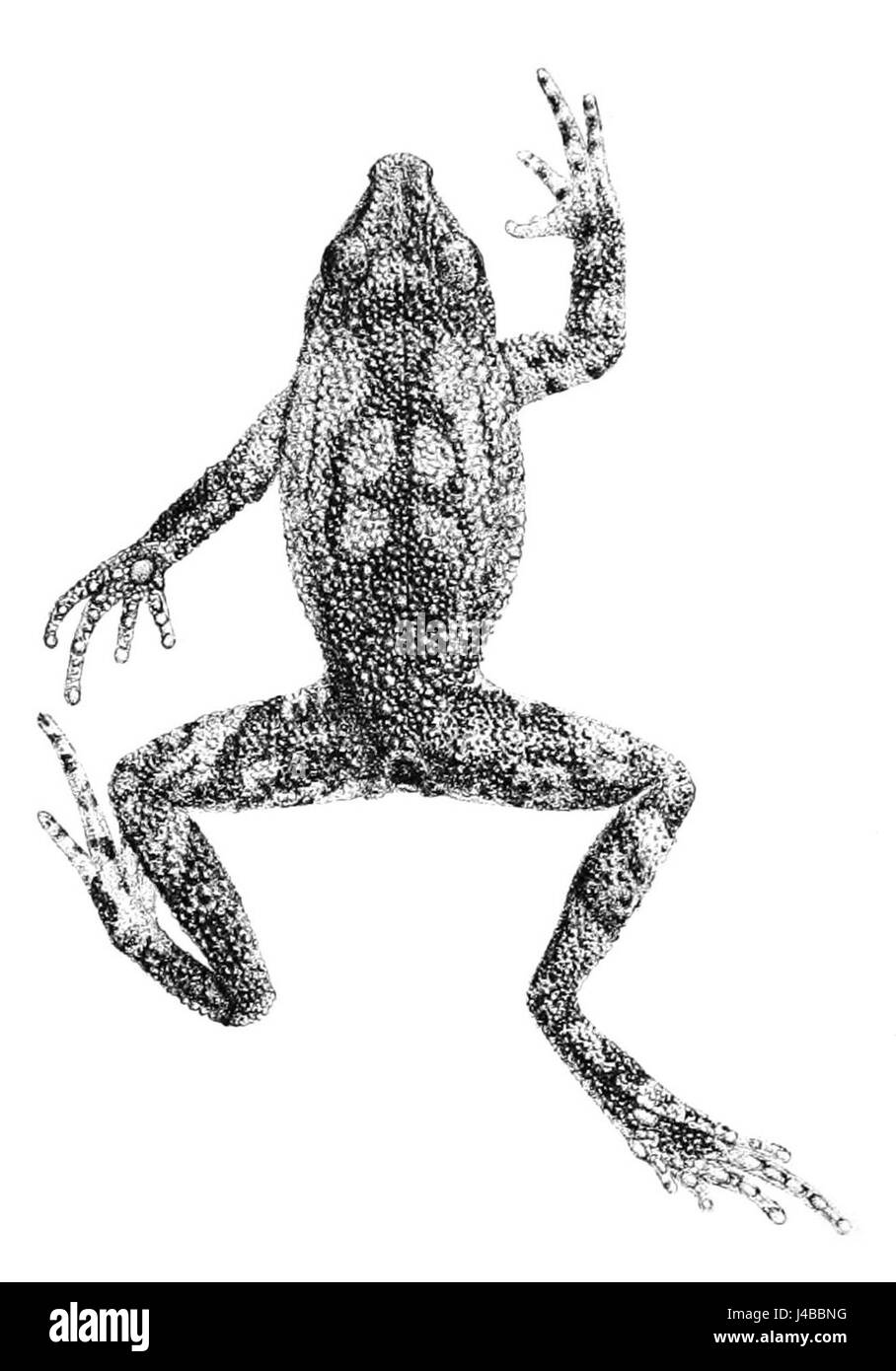 Rhinella boulengeri (2 vista superiore) Foto Stock