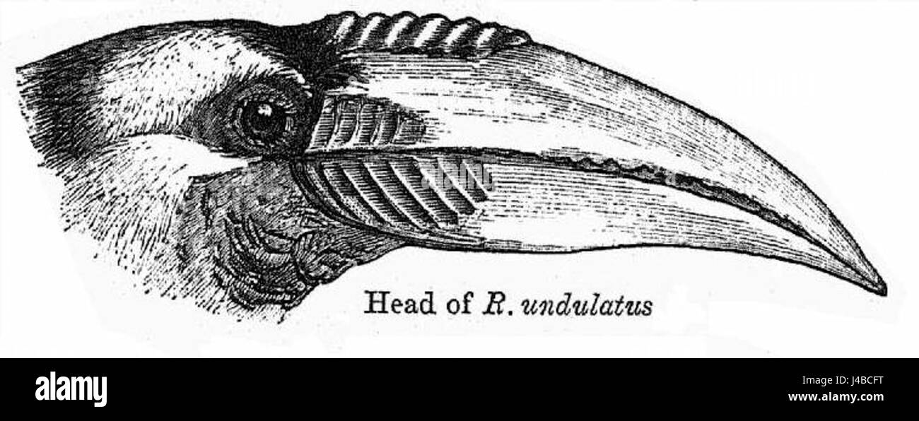 La testa del Rhyticeros undulatus, comunemente noto come il carpino rugoso, è caratterizzata da un'importante casca sul suo becco, originaria del sud-est asiatico. Questa specie è riconosciuta per la sua colorazione vivace e l'aspetto unico, comune nelle foreste pluviali tropicali. Foto Stock