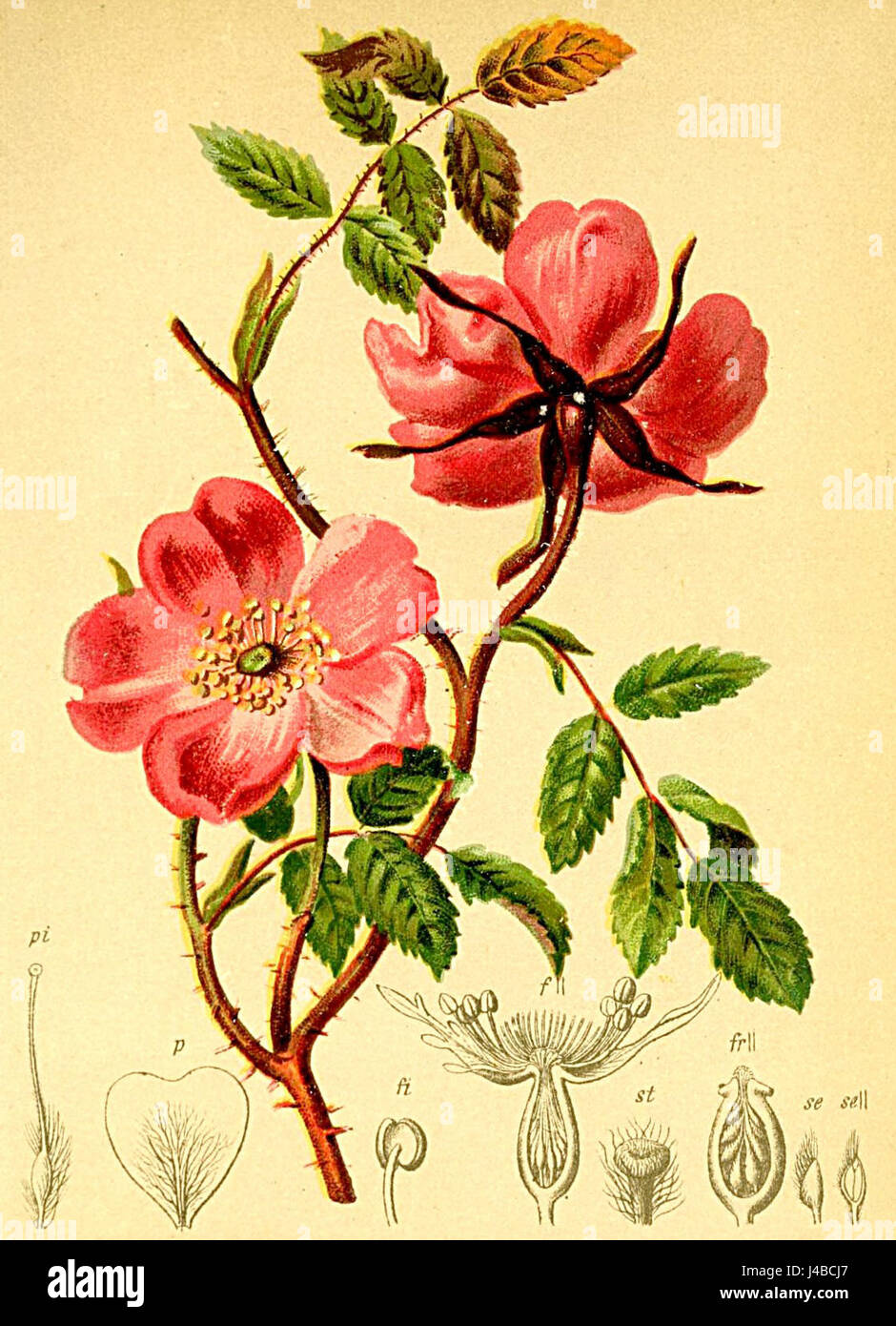 Rosa alpina, una specie di rosa originaria delle Alpi, è descritta in dettaglio nell'Atlante Alpenflora, una guida completa alla flora della regione alpina. Foto Stock