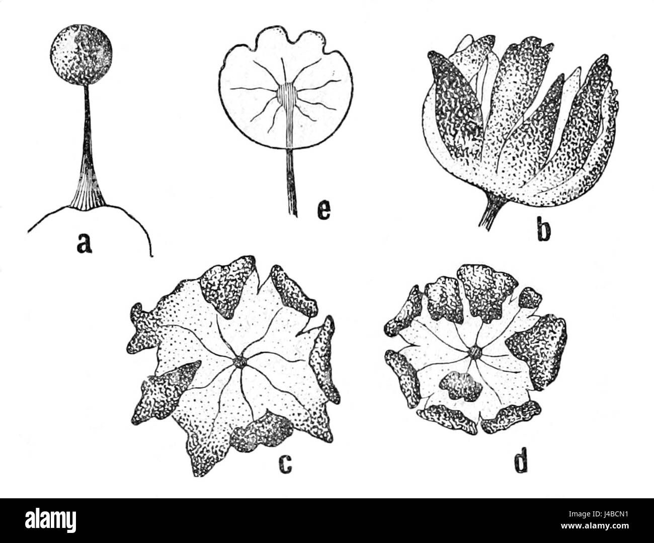 Rabenhorst Kryptogamen Flora von Deutschland p.411 Foto Stock