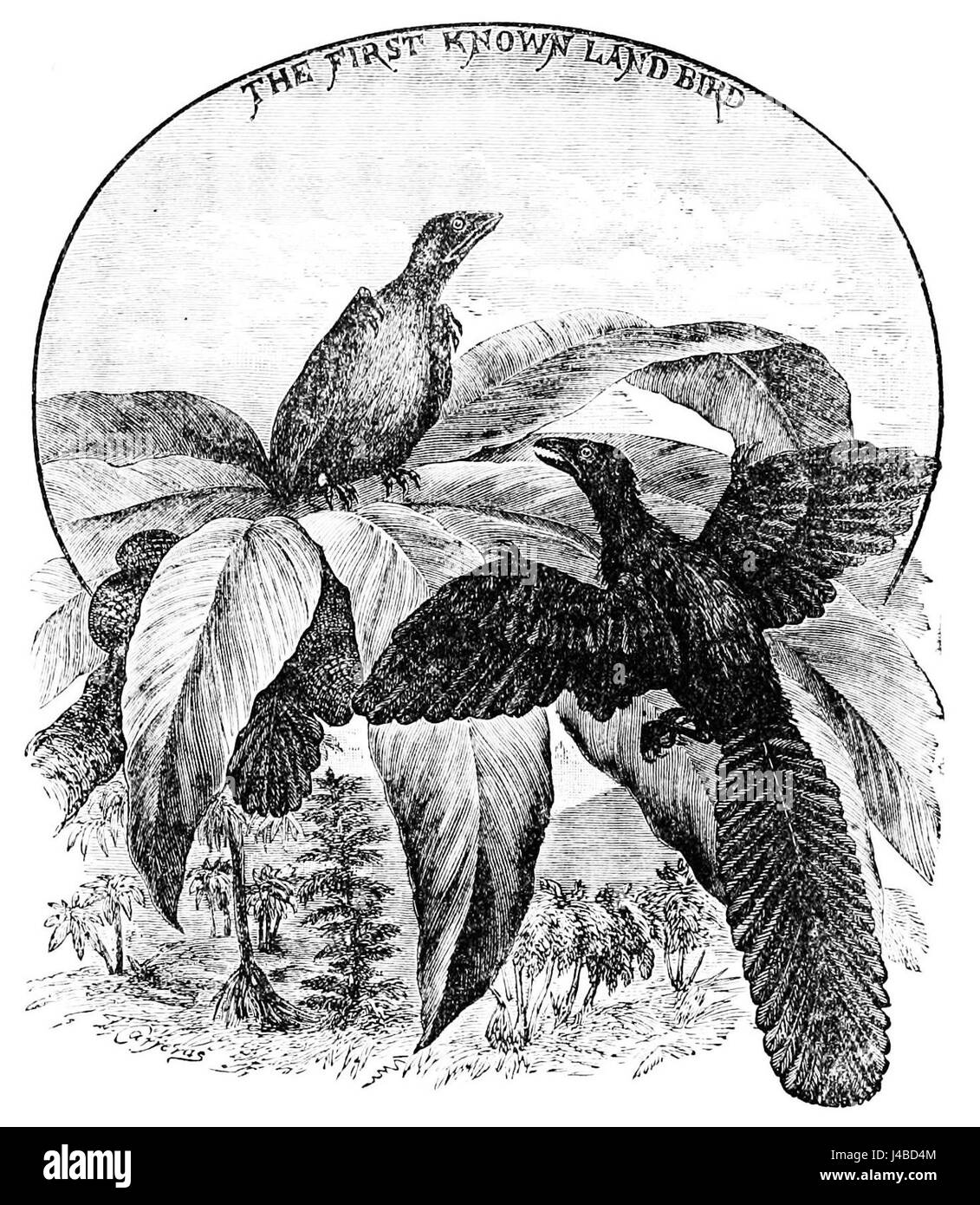 Questo si riferisce ad un articolo o ad un'illustrazione del Popular Science Monthly (PSM) Vol. 22, che raffigura i primi uccelli terrestri conosciuti. L'attenzione è rivolta ai primi uccelli che sono passati dagli ambienti acquatici alla vita terrestre, una pietra miliare significativa nella storia evolutiva. Foto Stock