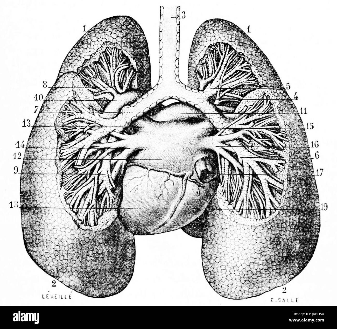 L'illustrazione del PSM V20 D771 mostra i bronchi e i polmoni del sistema respiratorio umano, descrivendo dettagliatamente la struttura anatomica e la funzione delle vie aeree e dei polmoni nell'anatomia umana. Foto Stock