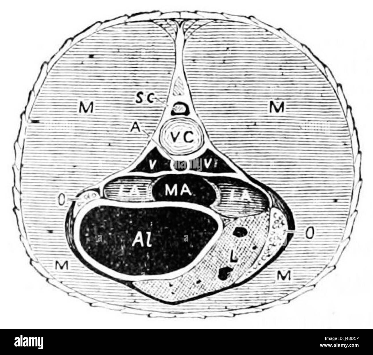 Il titolo si riferisce probabilmente a un'illustrazione scientifica o a un diagramma di gar Pike, che mostra una vista trasversale. I Gar pikes sono un tipo di pesci noti per la loro particolare forma del corpo e per le lunghe nevi, spesso raffigurati in studi biologici. Foto Stock