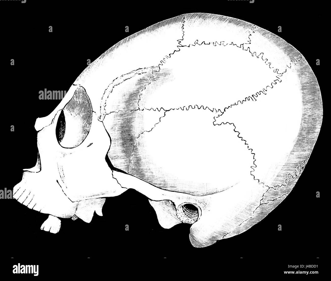 PSM V36 D105 cranio Lucayan dalle Bahamas Foto Stock