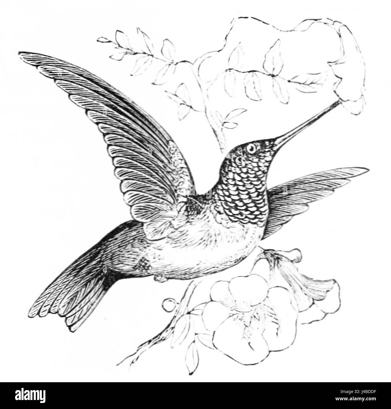 PSM V05 D292 Ruby throated hummingbird Foto Stock