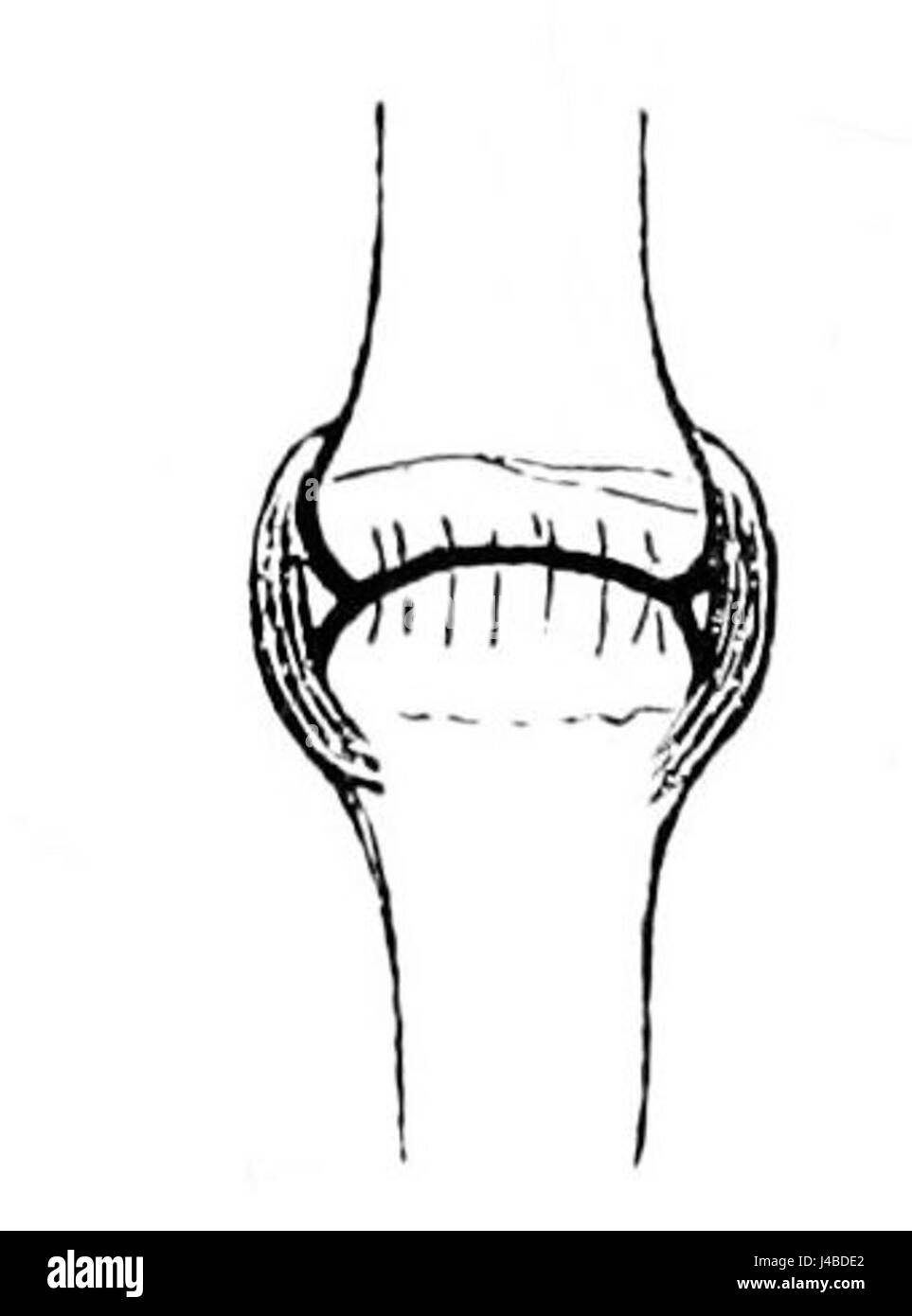 PSM V42 D776 Schema di legamenti delle falangi Foto Stock