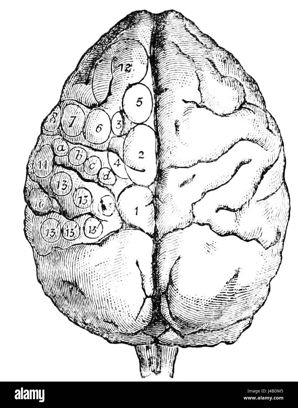Questa immagine mostra l'aspetto superiore di un cervello di scimmia, evidenziandone le principali caratteristiche anatomiche. L'illustrazione proviene da un contesto scientifico, che mostra la struttura e il posizionamento delle diverse regioni del cervello. Foto Stock