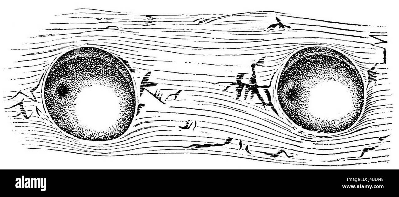 Questa immagine presenta due organi perlati di vetro della specie marina Scopelus humboldtii, una specie nota per le sue caratteristiche biologiche uniche. Gli organi probabilmente riguardano la sua anatomia o l'adattamento ambientale. Foto Stock