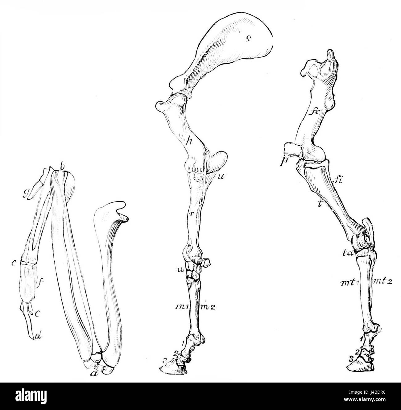 Questo confronto scientifico esamina le strutture ossee di uccelli e cavalli, descrivendo in dettaglio le differenze nell'anatomia scheletrica tra queste due specie. Foto Stock