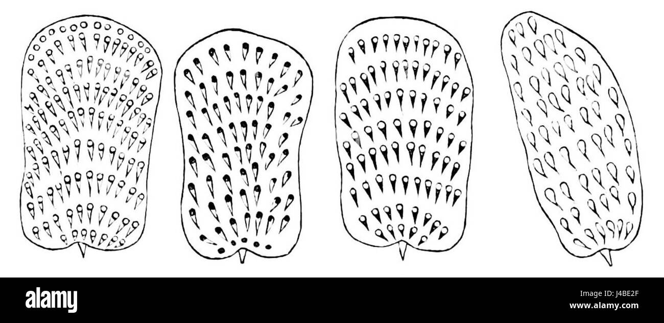 Questo riferimento discute vari tipi di scale di Podura, che sono strutture microscopiche trovate in alcune specie di insetti. Lo studio esamina la loro funzione e il loro significato nel contesto dell'entomologia. Foto Stock