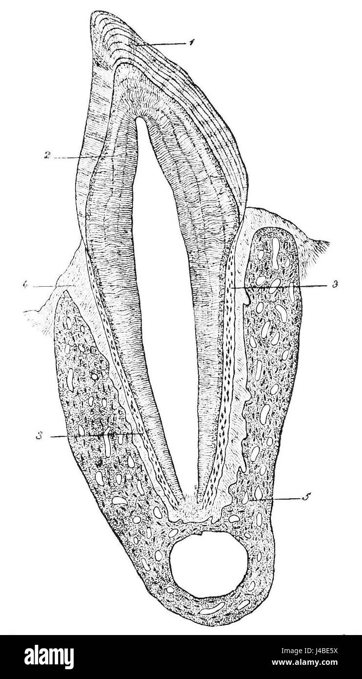 PSM V17 D237 sezione del dente del gatto Foto Stock