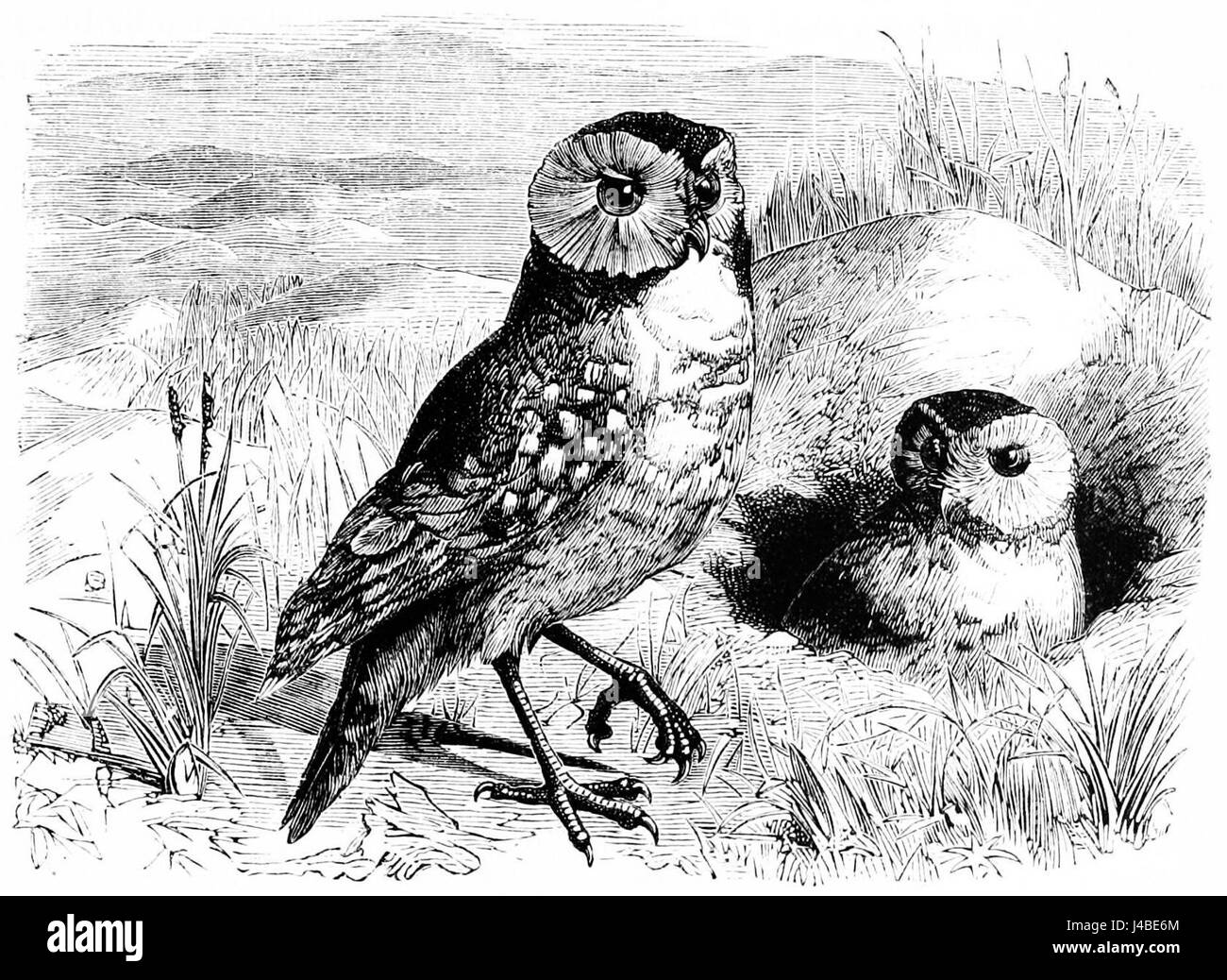 Il gufo scavatore americano è un piccolo uccello che vive a terra noto per il suo comportamento unico di nidificazione nelle tane. Questa specie è originaria del Nord America ed è riconosciuta per i suoi grandi occhi e le abitudini notturne. Foto Stock