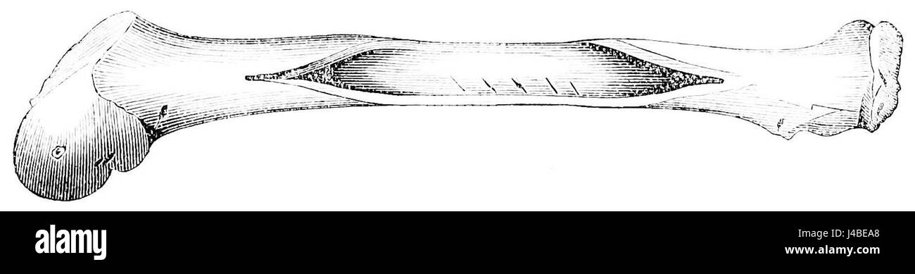 PSM V22 D463 preistorico di cervo o alce osso della gamba Foto Stock
