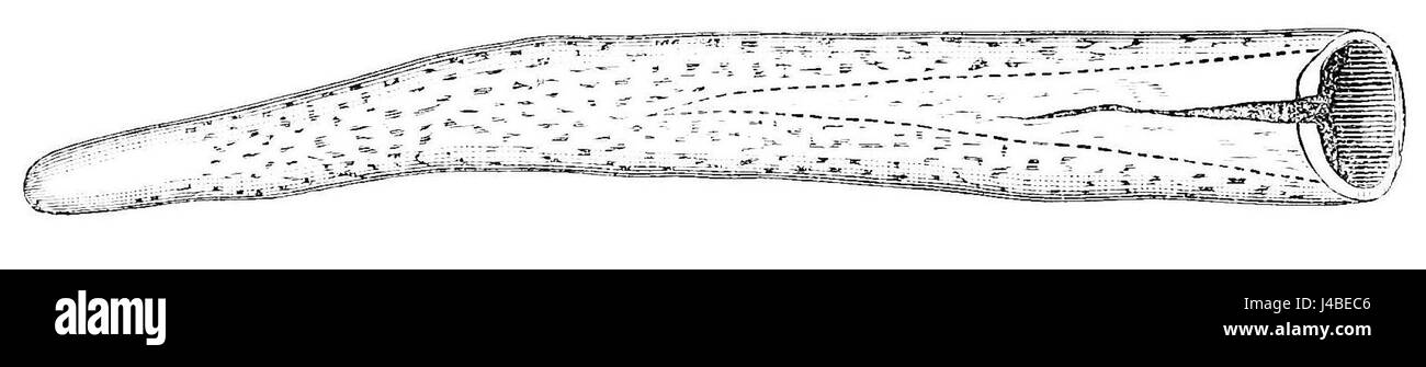 PSM V22 D464 preistorico di cervo o alce avvisatore acustico Foto Stock