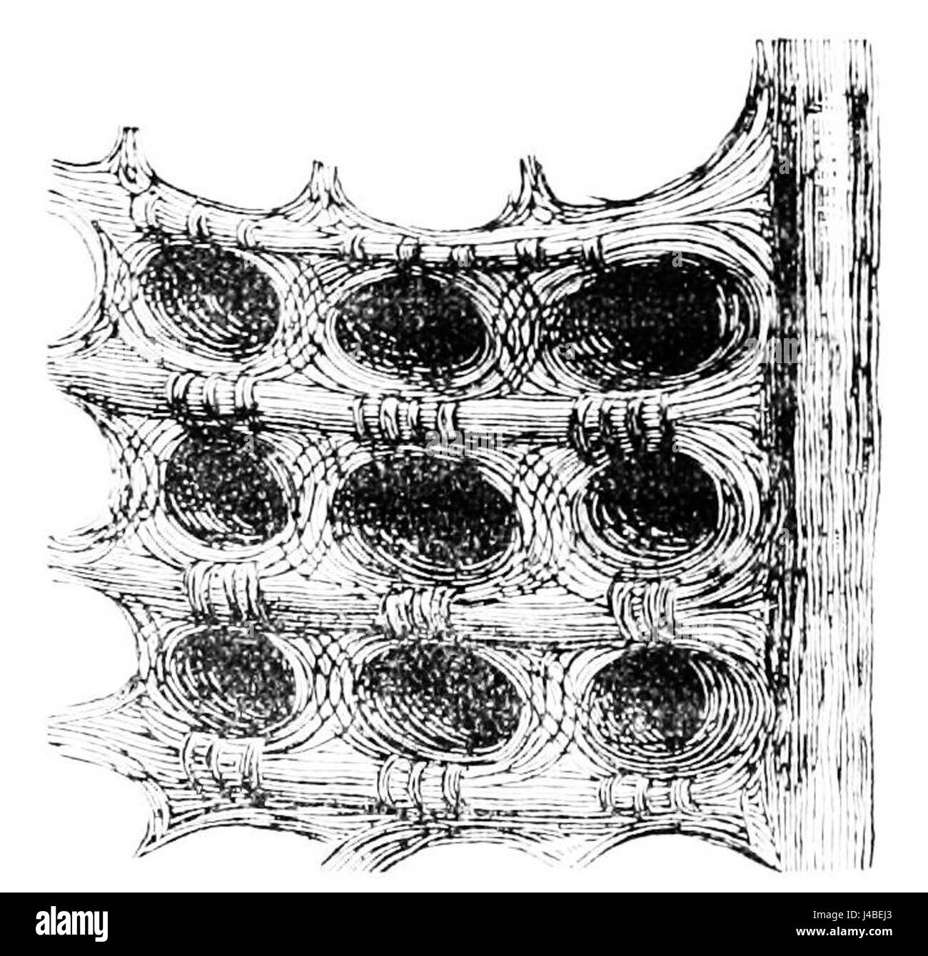Un'immagine tratta dal Popular Science Monthly (volume 17), raffigurante le celle di stoccaggio dell'acqua nello stomaco di un cammello, che illustra il suo adattamento unico alla vita del deserto. Foto Stock