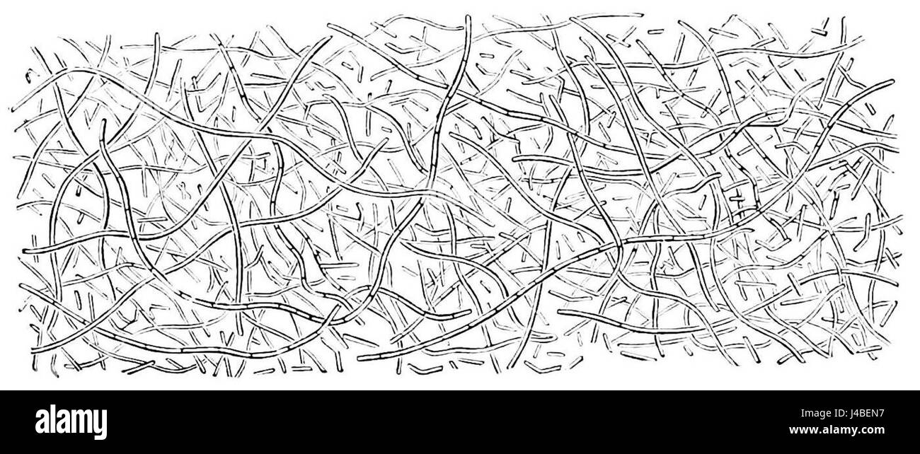 Un articolo di PSM V06 D417, incentrato su batteri e filamenti di leptotrie, che discute delle loro caratteristiche biologiche e scientifiche. Foto Stock