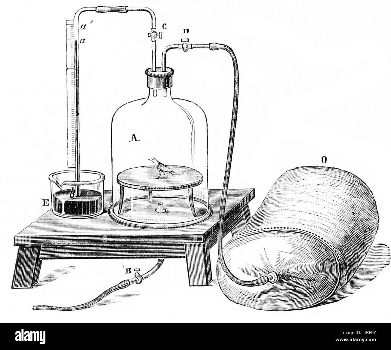 PSM V11 D334 ossigenazione del sangue Foto Stock