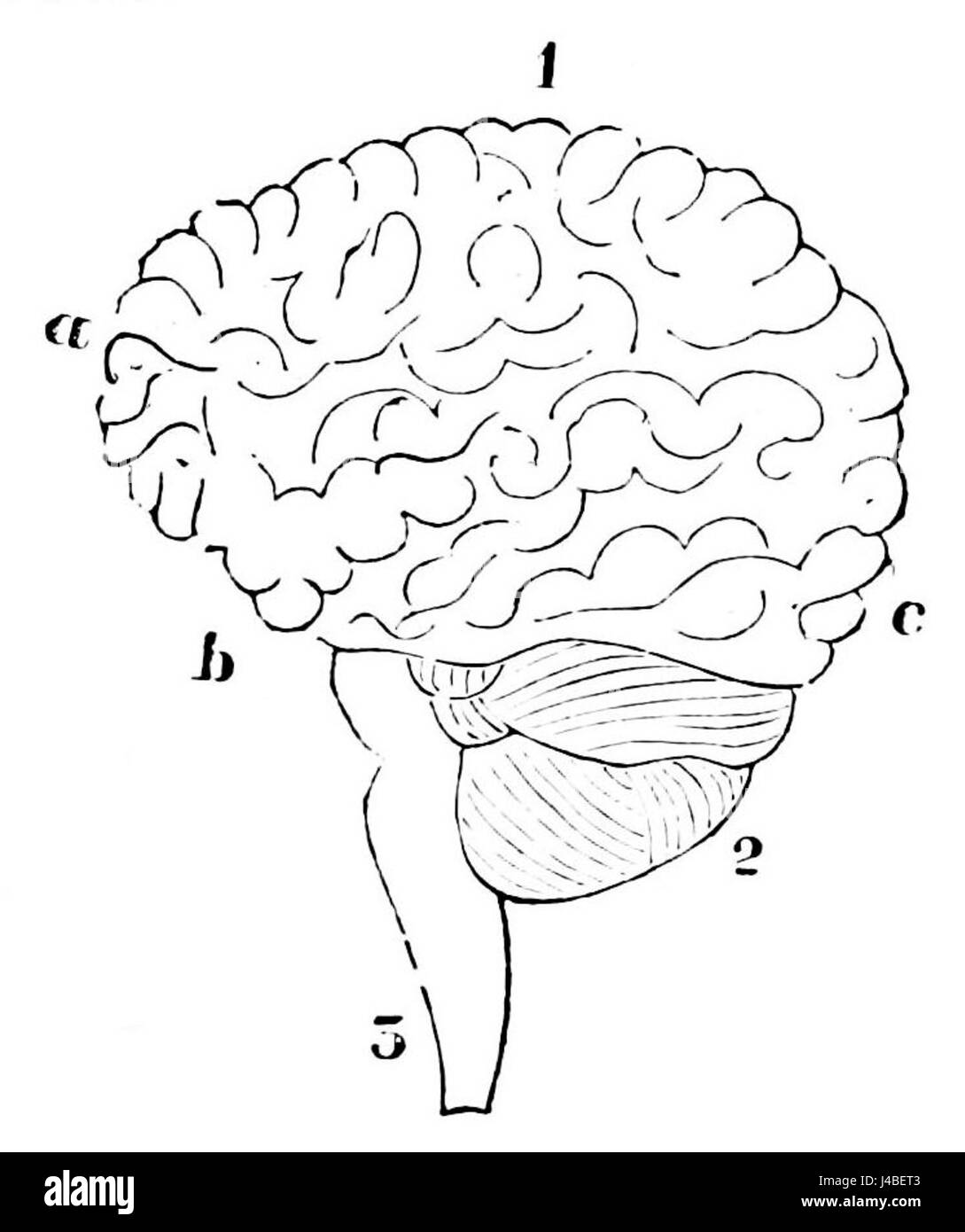 "PSM V07 D066" è un'illustrazione scientifica dettagliata del cervello umano, descritta nel "Popular Science Monthly". L'immagine rappresenta la struttura e la funzione del cervello in modo chiaro ed educativo. Foto Stock