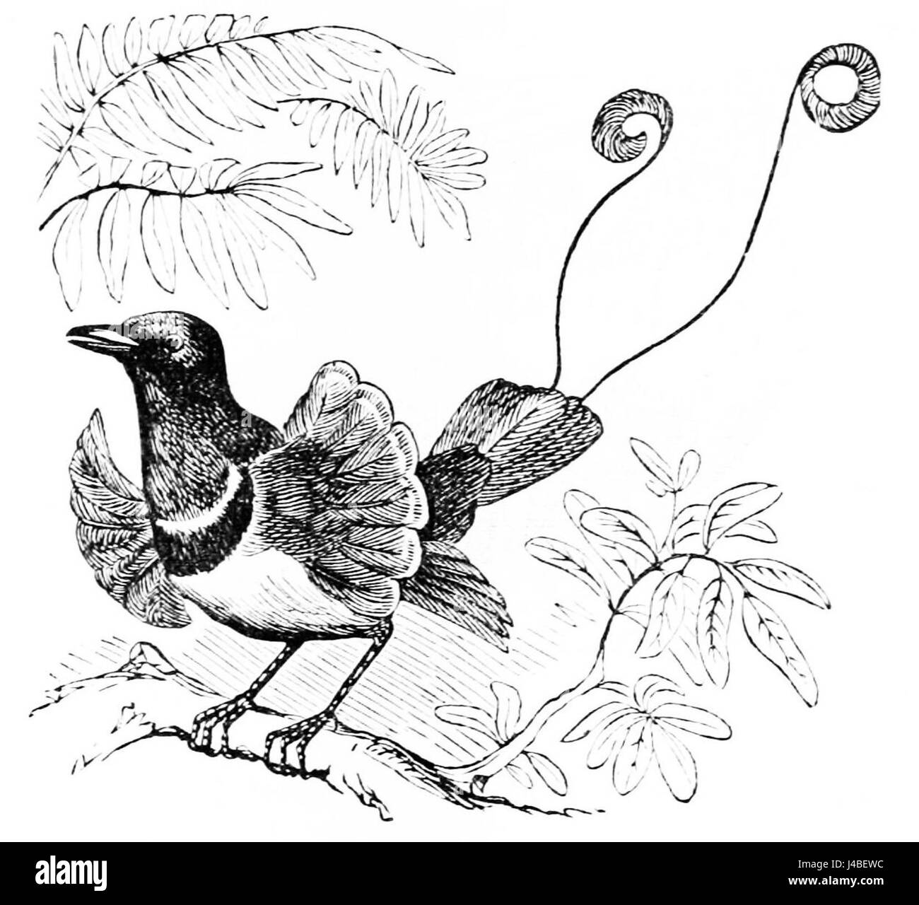 Il PSM V05 D581 presenta il King Bird of Paradise, una vivace specie di uccelli conosciuta per il suo incredibile piumaggio e il caratteristico corteggiamento. Questo uccello è originario della nuova Guinea e delle regioni circostanti. Foto Stock