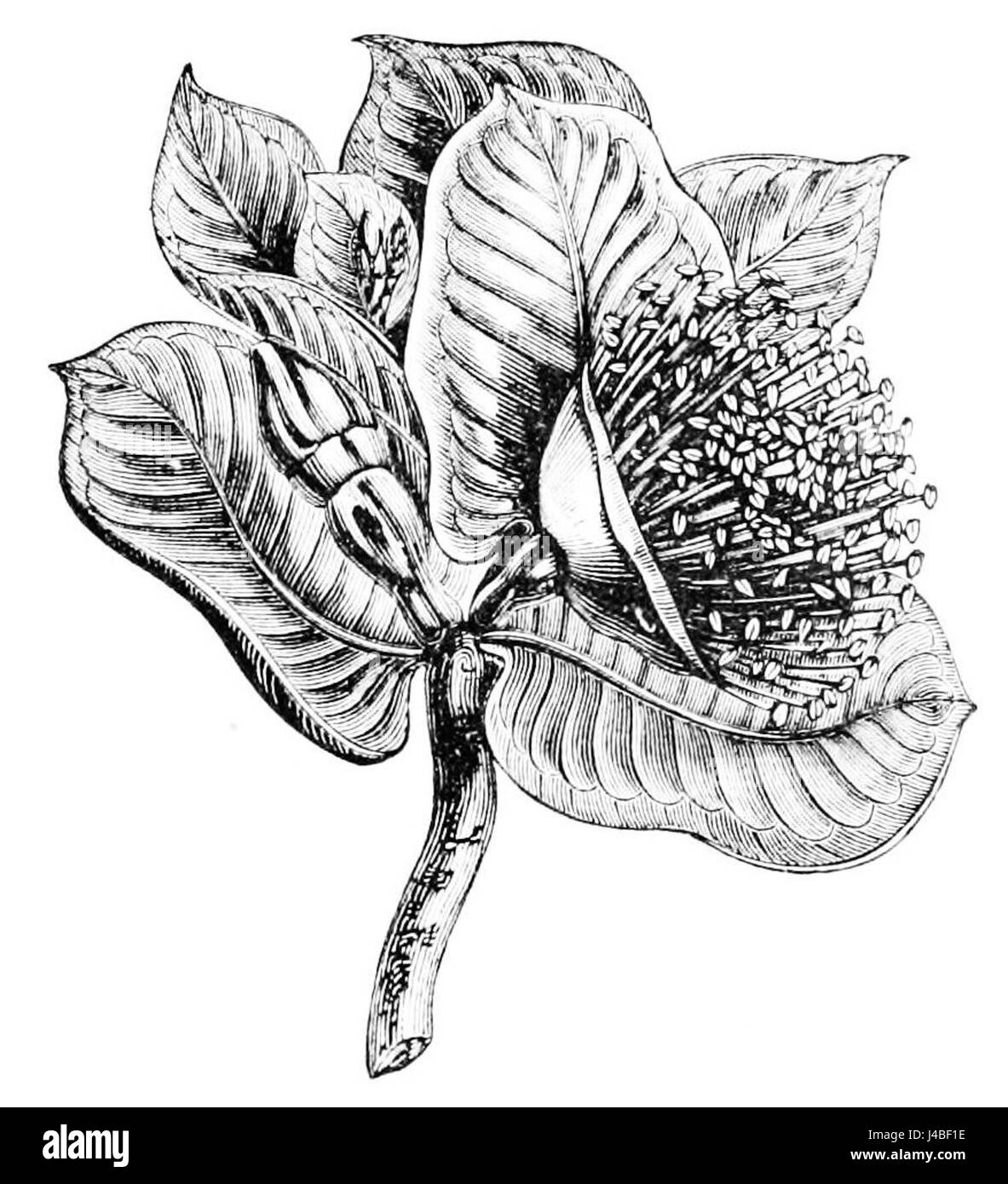 PSM V12 D687 Eucaliptus macrocarpa Foto Stock