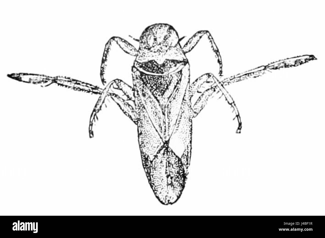 PSM V45 D464 descrive un'illustrazione dettagliata del backswimmer ondulato, una specie di insetto d'acqua nota per il suo comportamento di nuoto unico e il ruolo ambientale negli ecosistemi di acqua dolce. Foto Stock