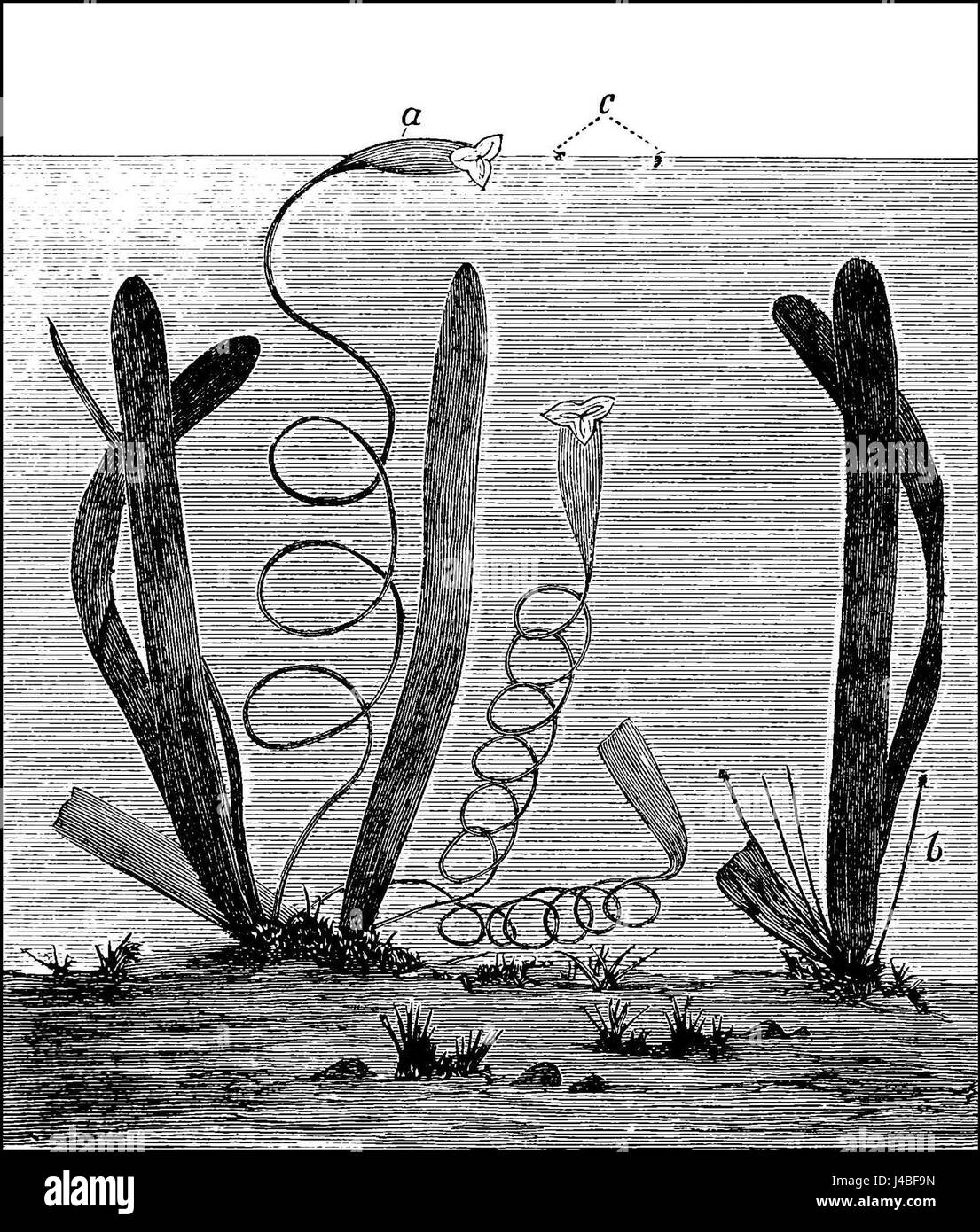 La Vallisneria spiralis è una specie di pianta acquatica, spesso presente in ambienti di acqua dolce. La pianta è nota per le sue foglie allungate ed è importante negli studi ecologici per il suo ruolo negli habitat di acqua dolce e nella qualità dell'acqua. Foto Stock