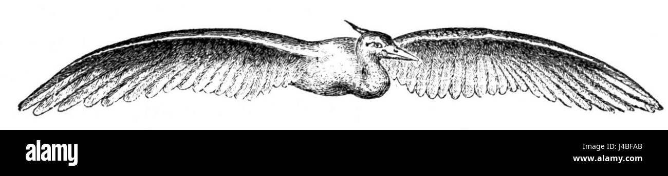 PSM V04 D557 airone cenerino in pieno volo Foto Stock