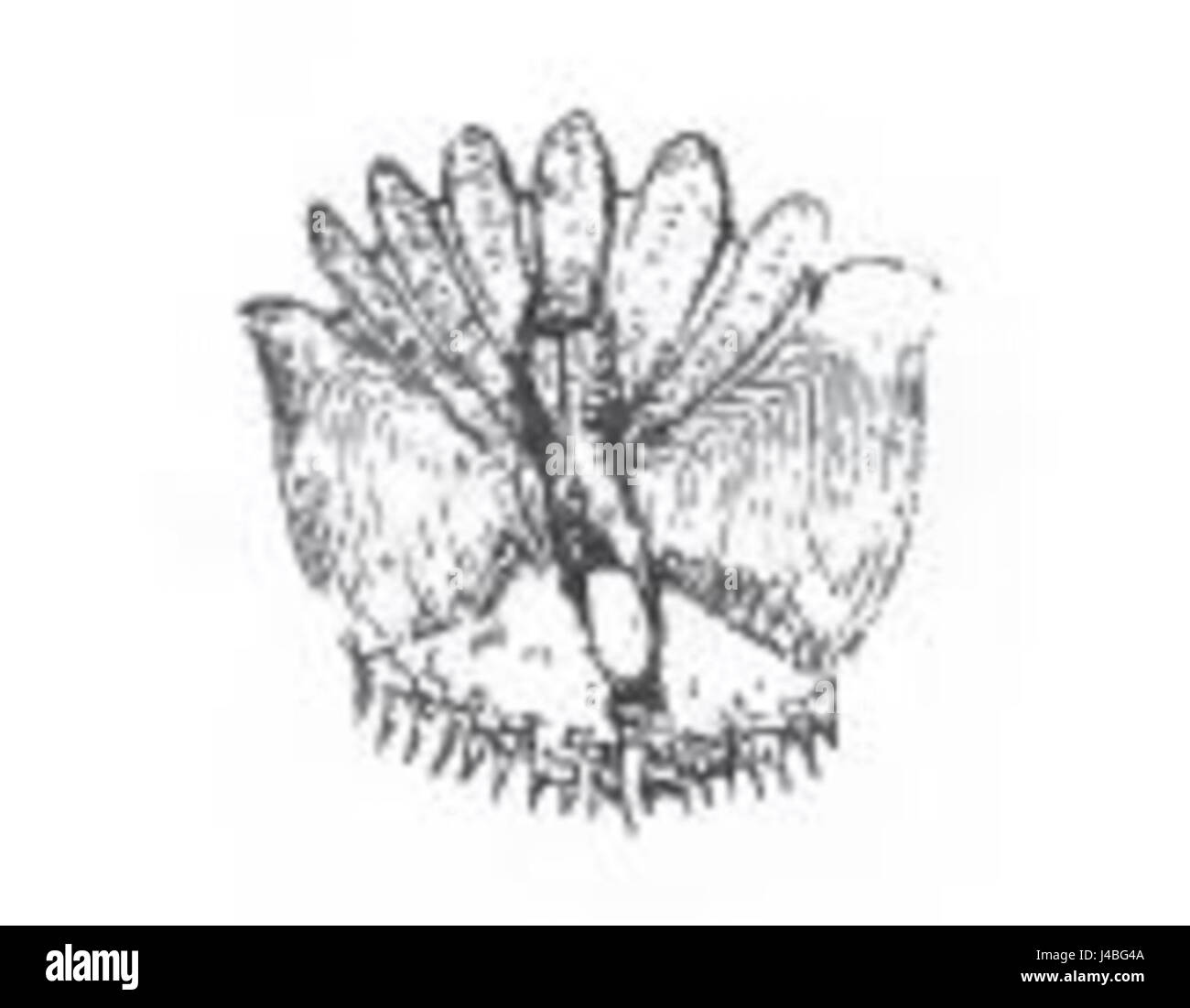 Scala di pesce persico Foto Stock