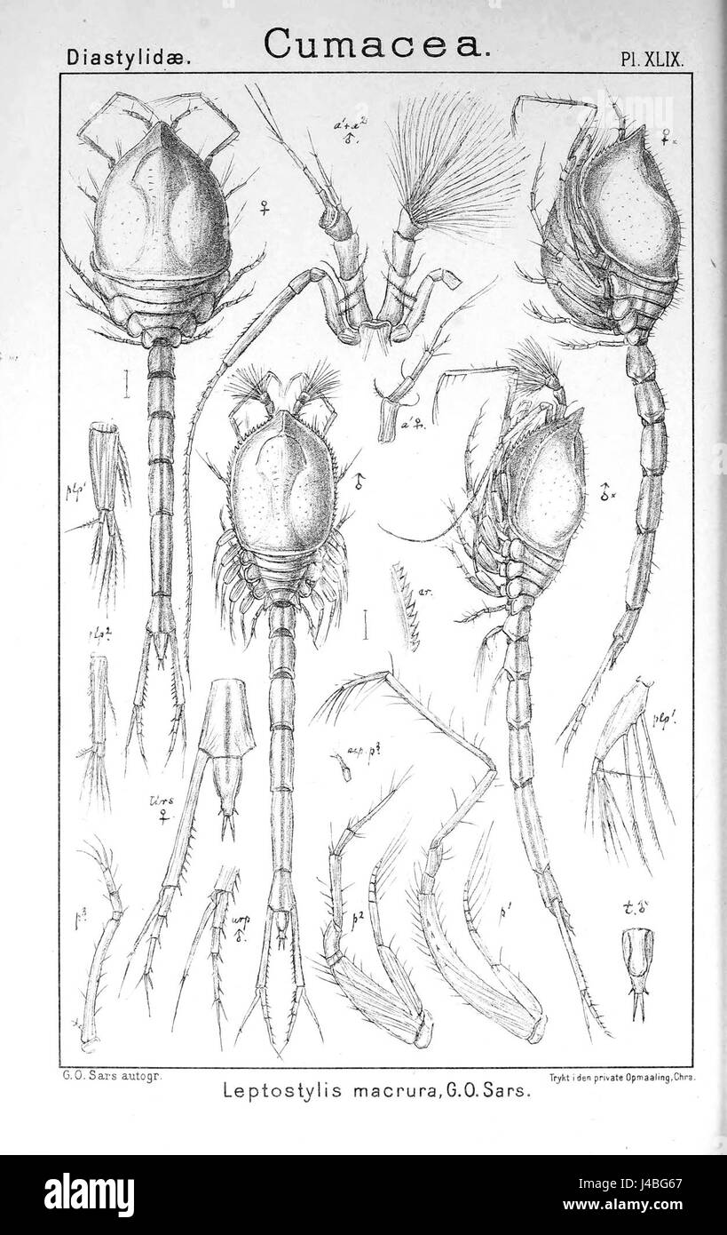 Un'illustrazione scientifica di *Leptostis macrura*, una specie di coleottero della famiglia Cerambycidae, nota per il suo lungo corpo e le sue caratteristiche distinte. La placca evidenzia le caratteristiche e i dettagli della specie. Foto Stock