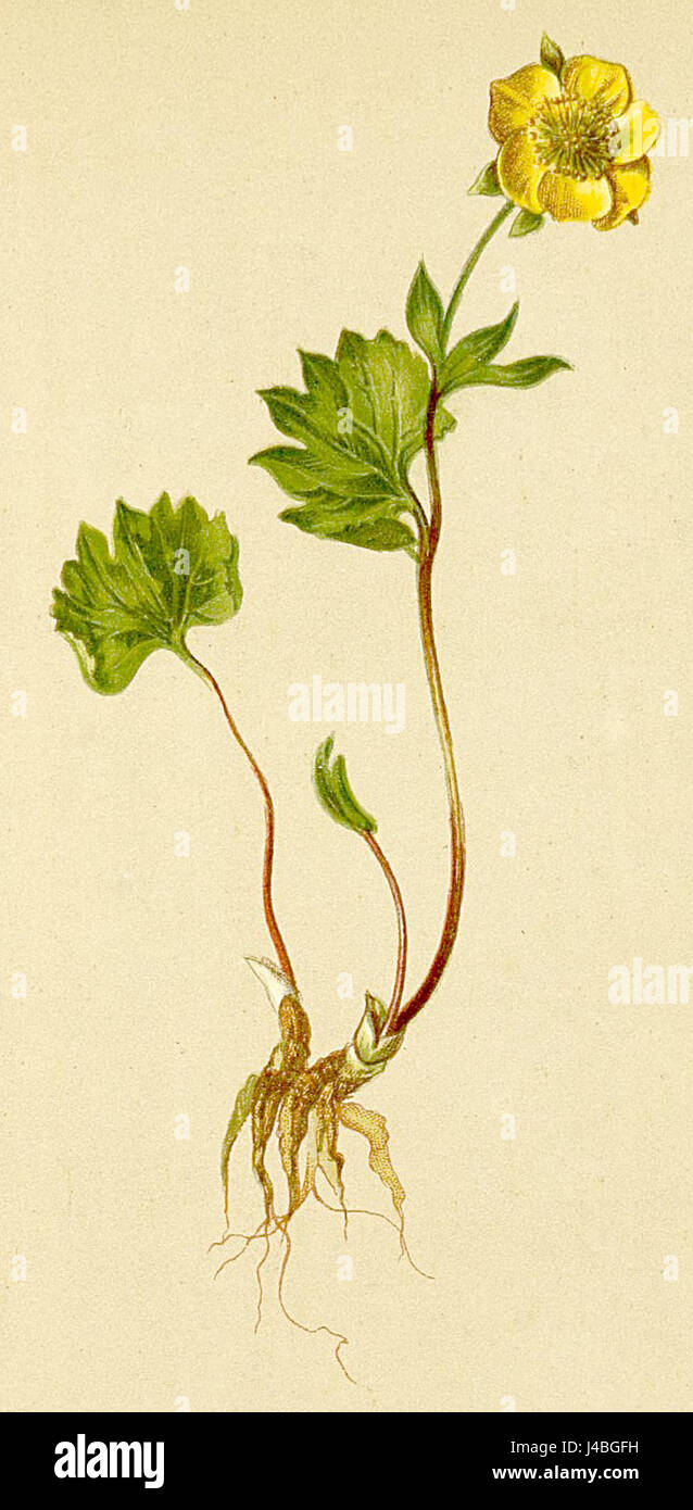 *Ranunculus pythora* è una specie di buttercup che si trova nelle Alpi, conosciuta per i suoi vibranti fiori gialli e l'habitat alpino. È presente in *Atlas Alpenflora*, una guida completa alla flora della regione alpina. Foto Stock