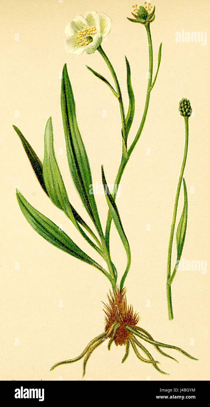 Ranunculus pyrenaeus è una specie di buttercup originaria dei Pirenei. Fa parte dell'Atlas Alpenflora, una collezione botanica che documenta le specie di piante alpine. Foto Stock