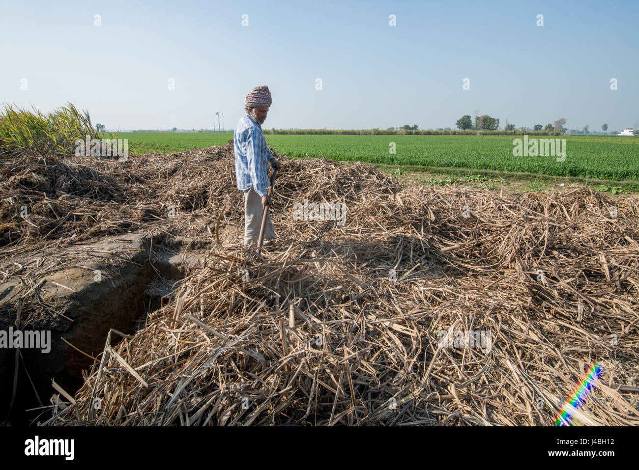 Lavoratore agricolo clearing tele di canna da zucchero in Punjab India Foto Stock