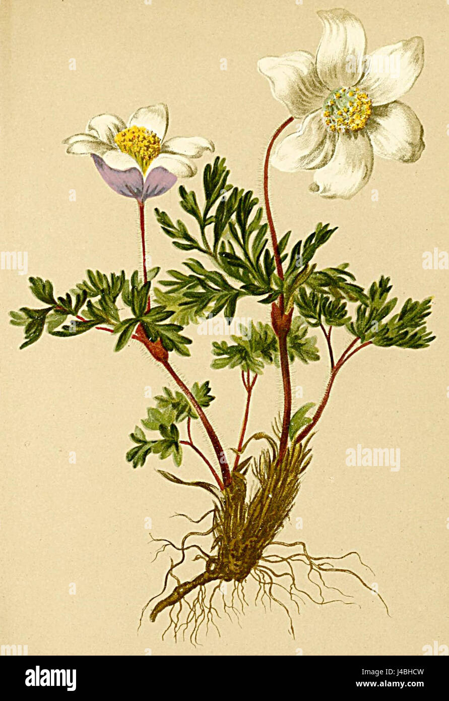 Questa illustrazione mostra la Pulsatilla alpina, una pianta originaria delle regioni alpine. Fa parte della flora documentata nell'Atlante Alpenflora, evidenziando il significato ecologico della pianta. Foto Stock