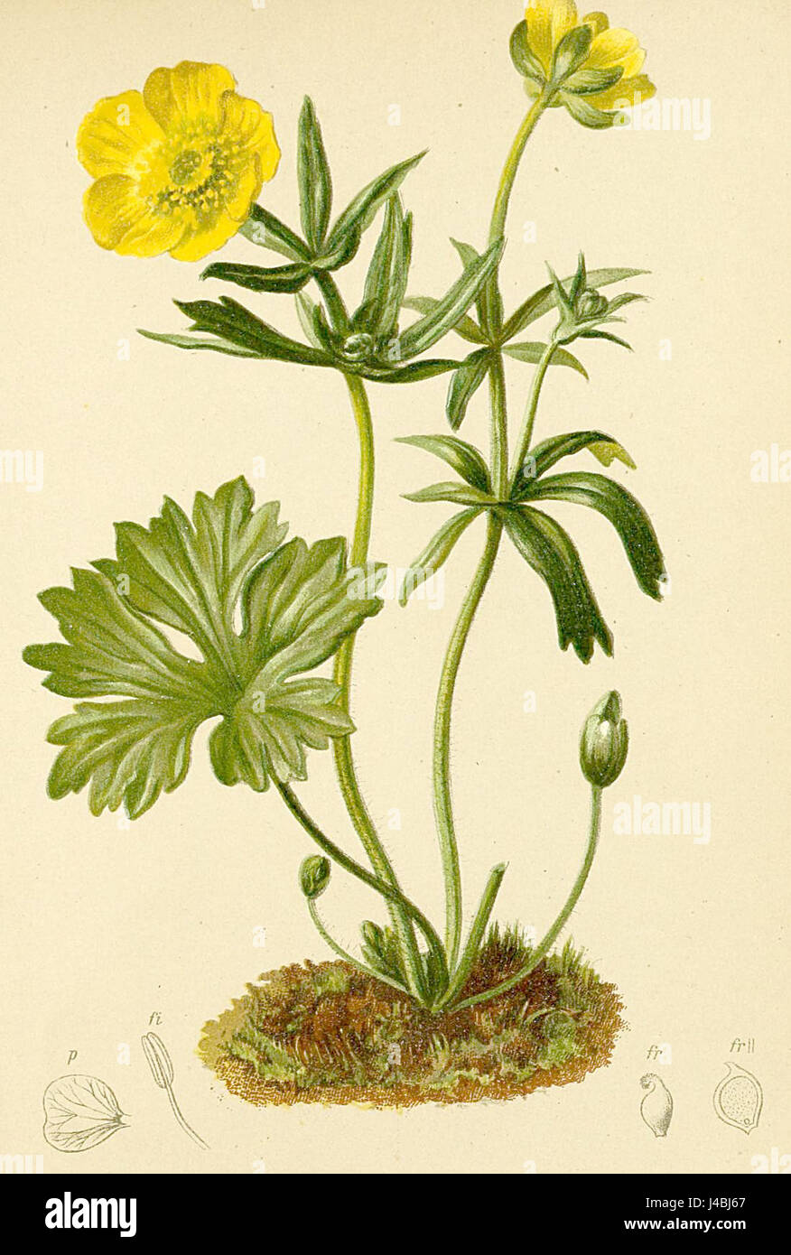 Ranunculus montanus è una specie di buttercup che si trova nelle regioni alpine. È nota per i suoi vibranti fiori gialli e fa parte della variegata flora catalogata nell'Atlante Alpenflora, una risorsa che documenta le piante di montagna delle Alpi. Foto Stock