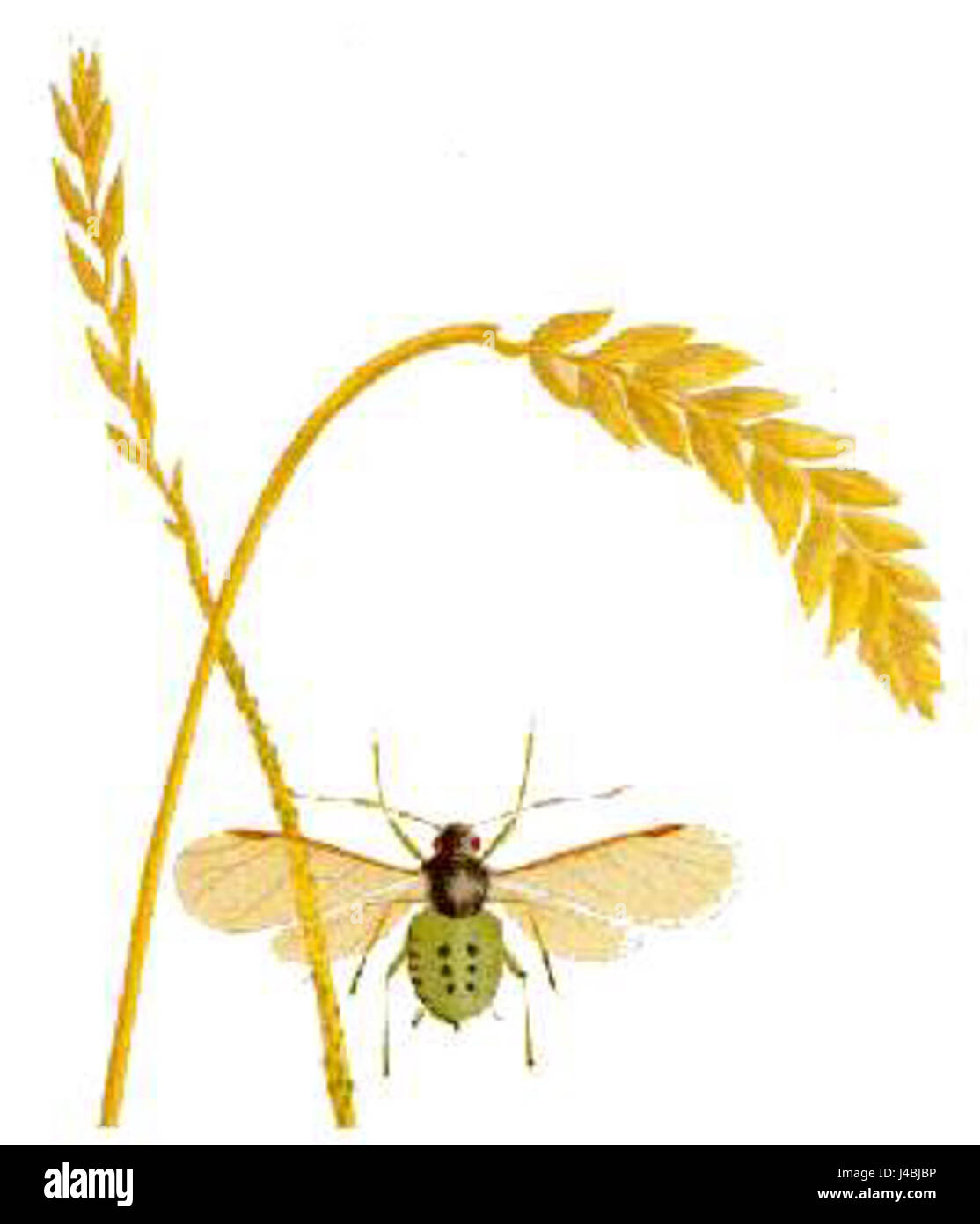 Il Rhopalosiphum padi è una specie di insetti comunemente nota come l'afide ciliegia-avena. Si tratta di un organismo nocivo agricolo che colpisce le colture, in particolare l'avena e l'orzo, e può trasmettere virus vegetali, minacciando le rese delle colture. Foto Stock