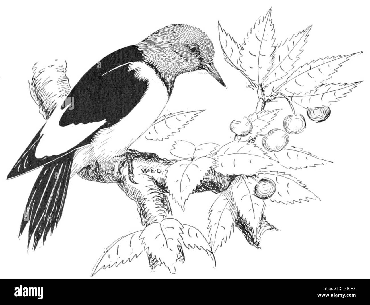 Il picchio dalla testa rossa (*Melanerpes erythrocephalus*) è un uccello impressionante originario del Nord America. La sua testa rossa brillante, a contrasto con il corpo bianco e nero, la rende facilmente riconoscibile. Conosciuta per la sua batteria, la specie svolge un ruolo importante nel controllo delle popolazioni di insetti e nel favorire la salute delle foreste nidificando in alberi morti o in decomposizione. Foto Stock