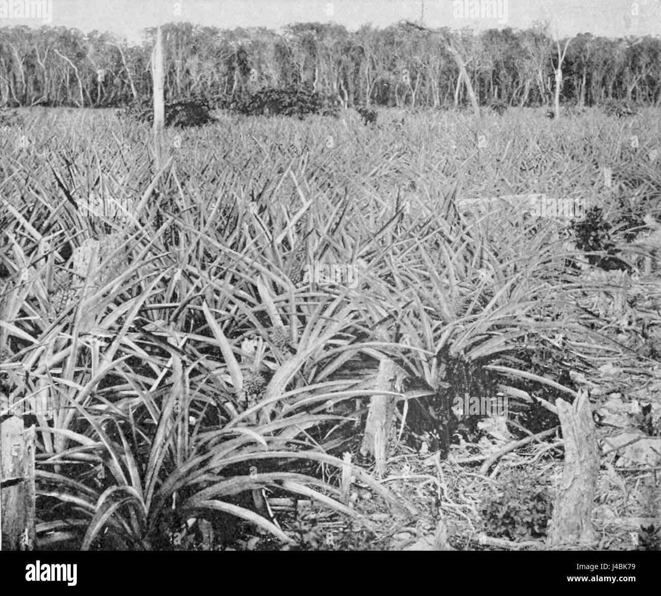 "PSM V54 D036" si riferisce a una fotografia o un'illustrazione che mostra un campo di ananas in Florida, fornendo una panoramica del paesaggio agricolo della regione. Foto Stock